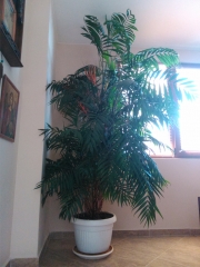 Палма (Palm)
