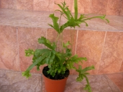 Папрат (Fern)