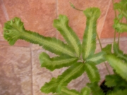 Папрат (Fern)