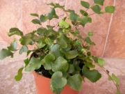 Папрат (Fern)
