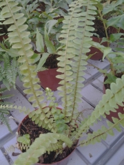 Папрат (Fern)