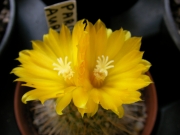 Пародия (Parodia aureiceps)