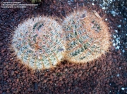 Пародия (Parodia erubescens Parodia schlosseri)