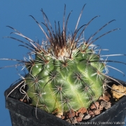 Пародия (Parodia suprema, Parodia succinea, Notocactus succineus)