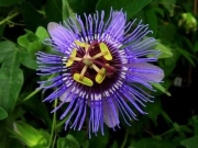 Пасифлора алата (Passiflora  Purple Haze)