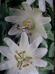 Пасифлора бяла (Passiflora Avalanche)