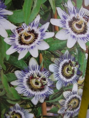 Пасифлора (Passiflora)