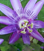 Пасифлора (Passiflora caerulea Lavender Lady)