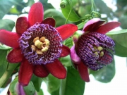 Пасифлора, Маракуя, семена (Passiflora quadrangularis)