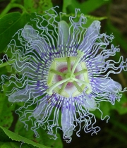 Пасифлора, семена (Passiflora incarnata)
