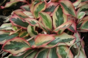 Пеперомия (Peperomia clusiifolia Tricolor Peperomia clusiifolia jelly)