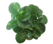 Пеперомия (Peperomia obtusifolia)
