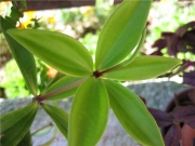 Пеперомия (Peperomia verticillata)