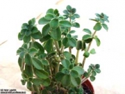Пеперомия (Peperomia verticillata)