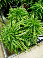 Пеперомия, Щастливо бобче (Peperomia Ferreyrae Peperomia Amigo Green Split Happy Bean)