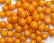 Перуански физалис Инка бери семена (Physalis)
