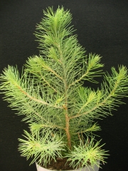 Пицея мини форма (Picea glauca)