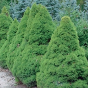 Пицея, Сребрист смърч (Picea glauca conica)