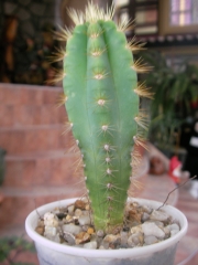 Пилоцереус азареус (Pilocereus azureus Cereus azureus)
