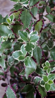 Питоспорум вариегатен (Pittosporum)