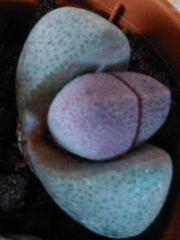 Плейоспилус (Pleiospilos nelii)