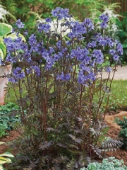 Полемониум (Polemonium)