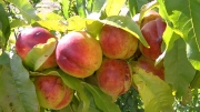 Праскова нектарина сорт фантазия (Prunus, Peach nectarine fantasia)