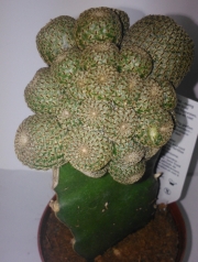 Присадка Сулкуребуция и Еуфорбия (Graft Sulcorebutia and Euphorbia)