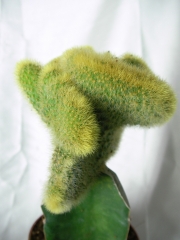 Борзикактус кристата, Присадка кактус (Borzicactus cristata, crafts)