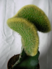 Борзикактус кристата, Присадка кактус (Borzicactus cristata, crafts)