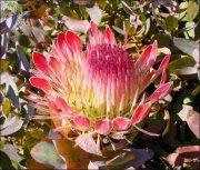 Протея, семена (Protea eximia)