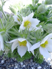 Пулсатила, котенце, съсънка (Pulsatilla vulgaris)
