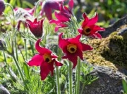 Пулсатила, котенце, съсънка (Pulsatilla vulgaris pink Anemone vulgaris white)