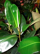 Фикус (Ficus elastica)