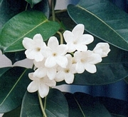 Стефанотис, жасмин, Мадагаскарски (Stephanotis)