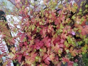 Растение (Plant)