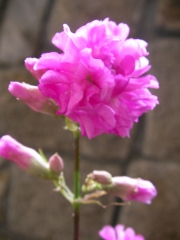 Лихнис вискария (Lychnis viscaria splendens plena)