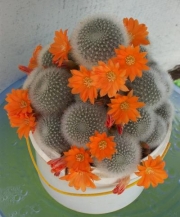 Ребуция, айлостера (Rebutia (Aylostera), Rebutia muscula, Rebutia fiebrigii)