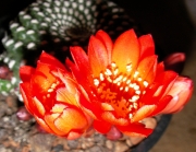 Ребуция кранзиана (Rebutia krainziana var. leonus)