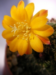 Ребуция (Rebutia marsoneri)