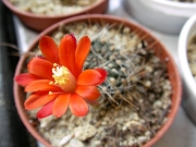 Ребуция (Rebutia)