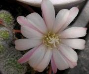 Ребуция (Rebutia)