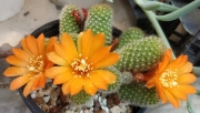 Ребуция (Rebutia)