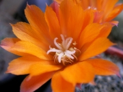 Ребуция (Rebutia flavissima)