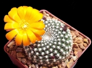 Ребуция (Rebutia marsoneri Krainziana)