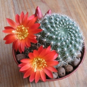 Ребуция (Rebutia)