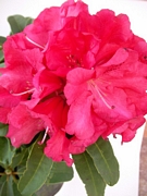 Рододендрон, едроцветен, червен (Rhododendron)