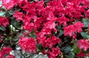 Рододендрон градински хибрид (Rhododendron Skarlet Wonder)