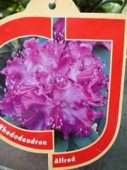 Рододендрон градински (Rhododendron)