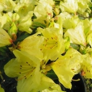 Рододендрон градински жълт (Rhododendron Elsie Straver)